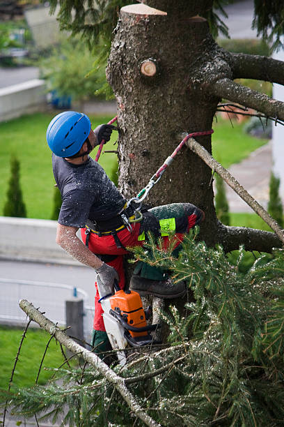 Professional Tree Services in Lancaster, SC