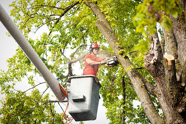 Why Choose Our Tree Removal Services in Lancaster, SC?