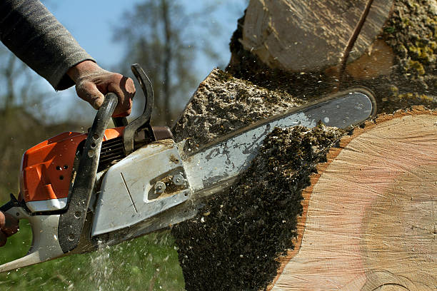 Tree and Shrub Care in Lancaster, SC